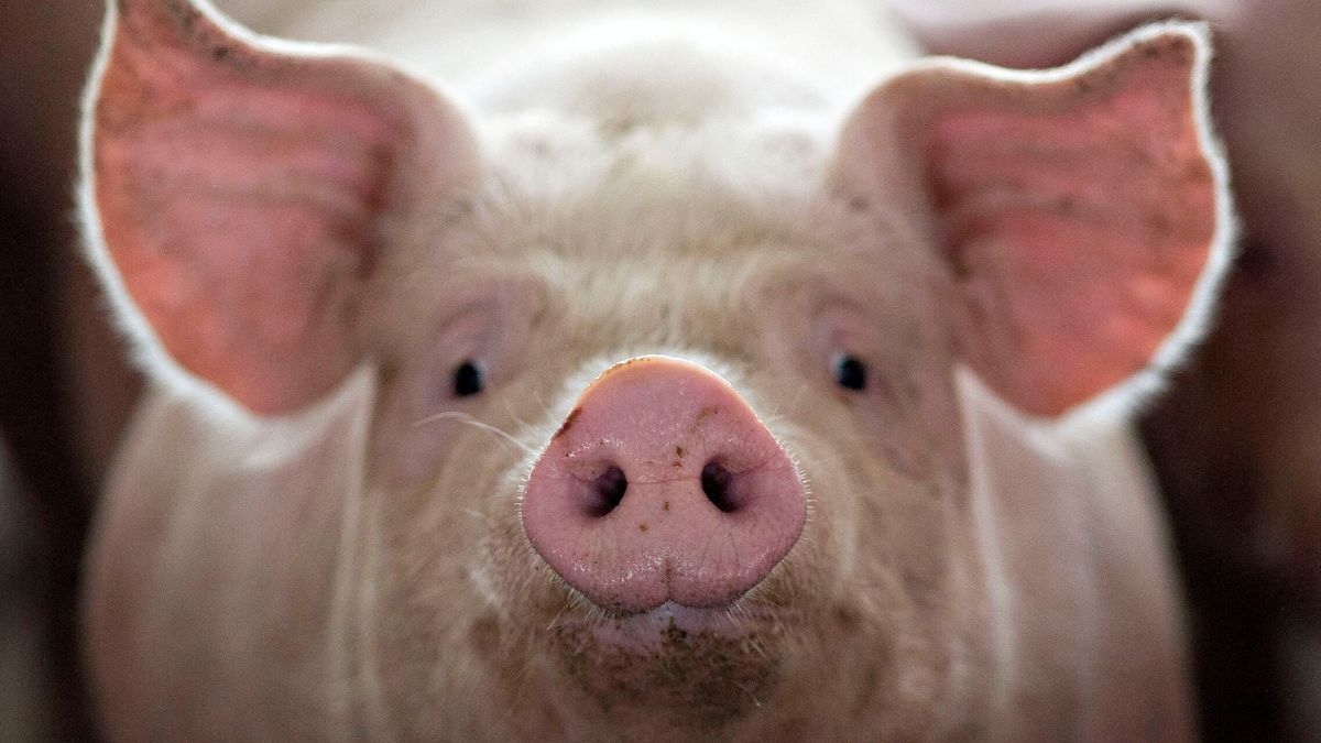 El plan para trasplantar corazones de cerdo a bebés humanos y salvarles la vida