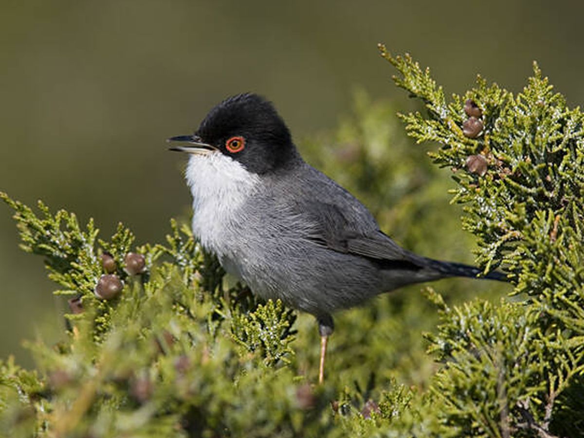 Foto: La curruca cabecinegra es una de las aves que 'ganan' terreno. (SEO/Birdlife)