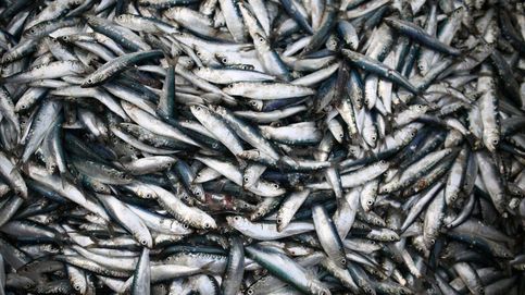 Pescado, marisco y mercurio: descubre las especies más seguras que puedes comer 