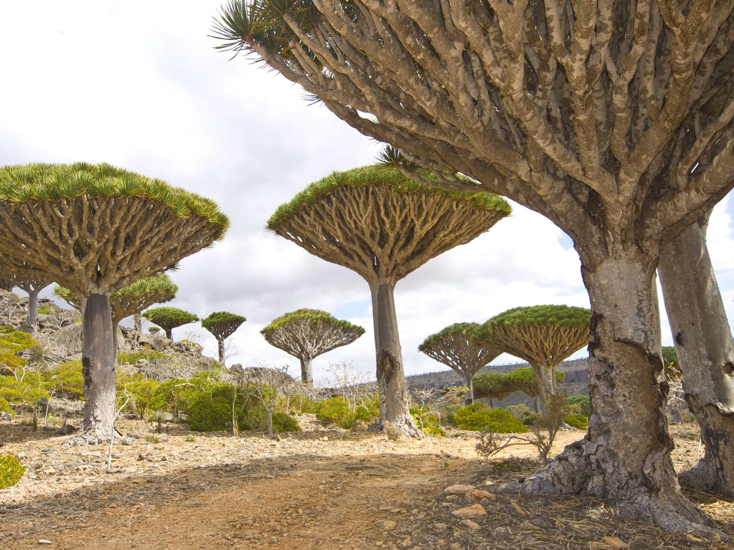 Socotra, Yemen. (iStock)