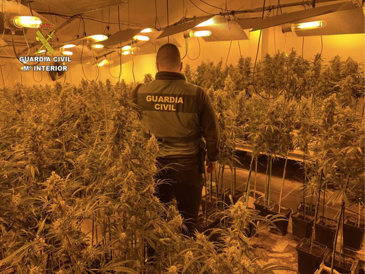 Foto: Detienen a una mujer de 73 años por cultivar 552 plantas de marihuana en Hormigos (Europa Press)
