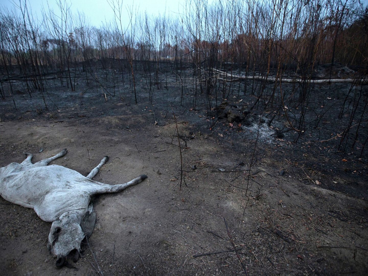 Un ejemplo de deforestación (a través del fuego) en el Amazonas. Foto: EFE