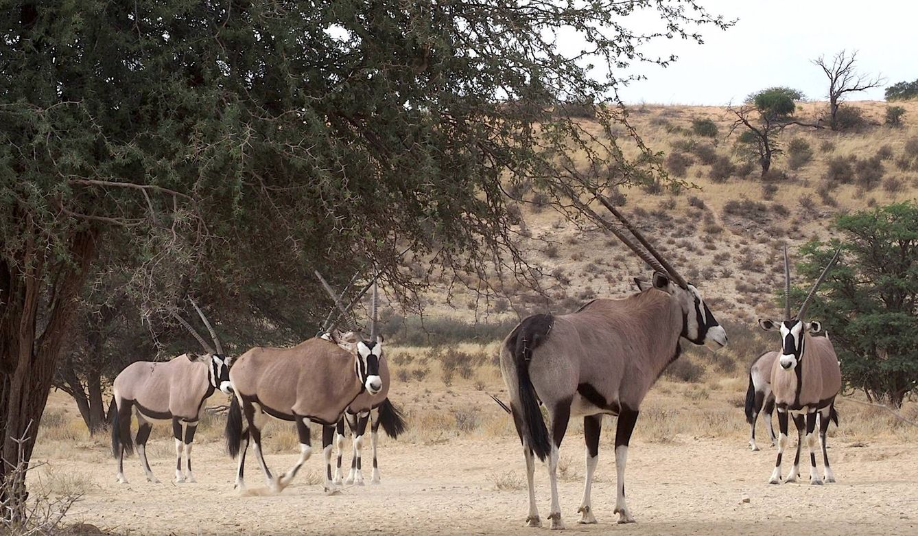 Un nutrido grupo de oryx en el Kalahari. (A. C.)