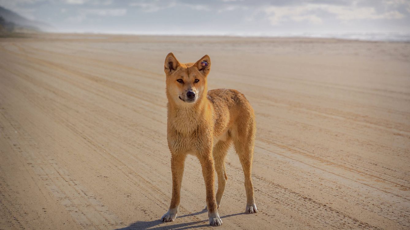 ¿De dónde vienen los dingos? El origen de una excepción única en la evolución canina