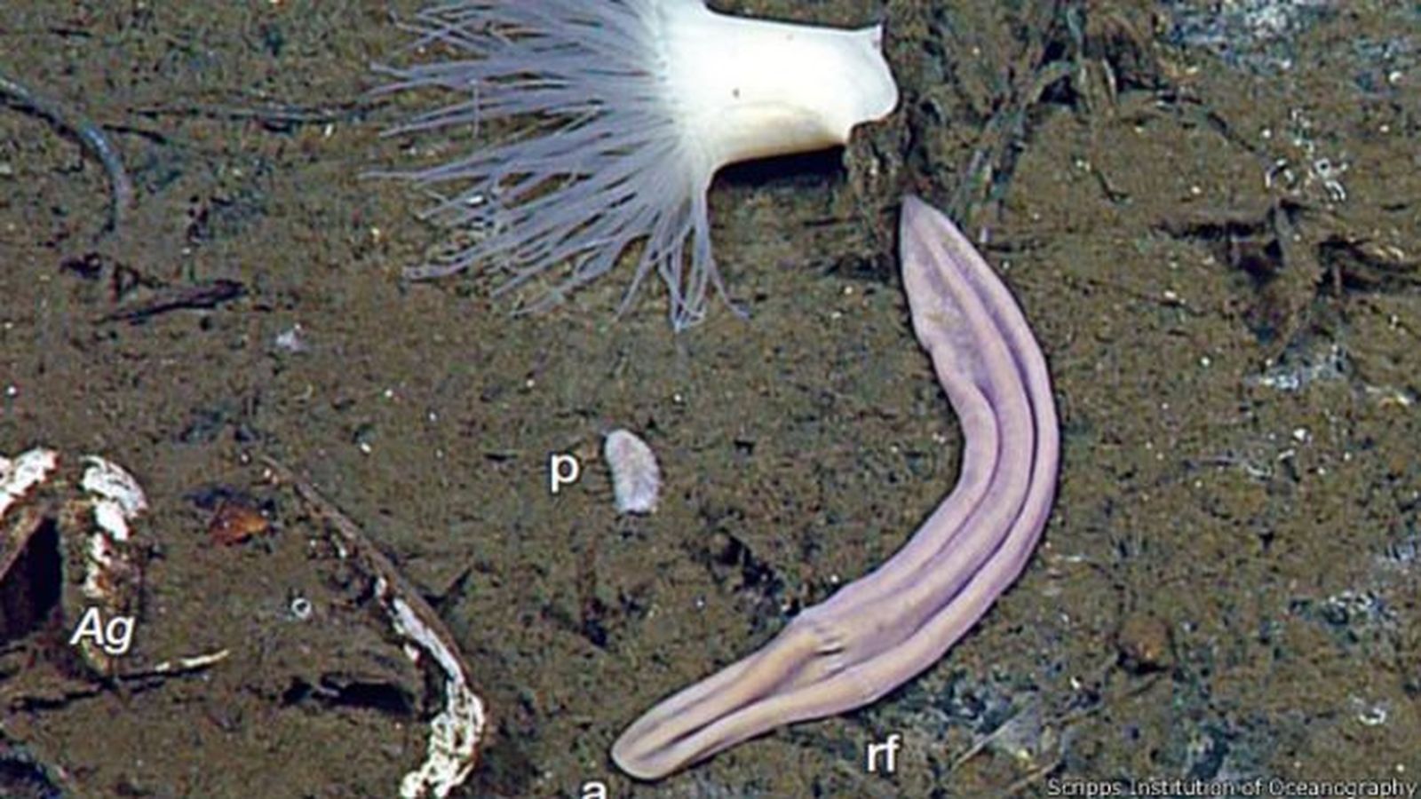 Foto: La xenoturbella podría ser una de las especies más antiguas de la tierra. (Scripps Institution of Oceanography)