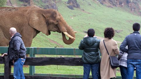 Caos en el zoo de Cabárceno: del ataque de un elefante a la fuga de 80 ciervos y un oso