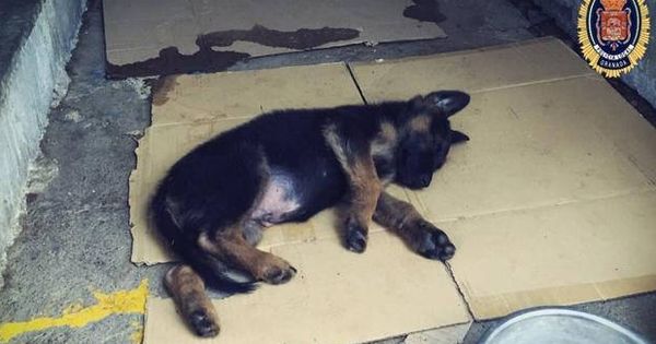 Foto: El cachorro, descansando después de ser rescatado de su dueño (Foto: Policía Local Granada)