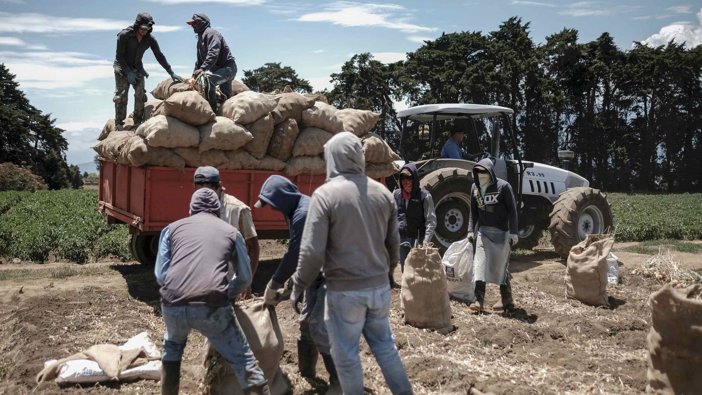 Temporeros recogen patatas en una explotación. (EFE)