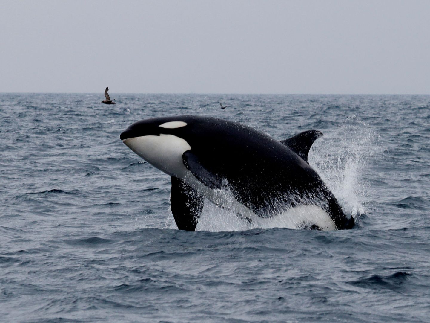 Una orca salta en el agua. (Reuters)
