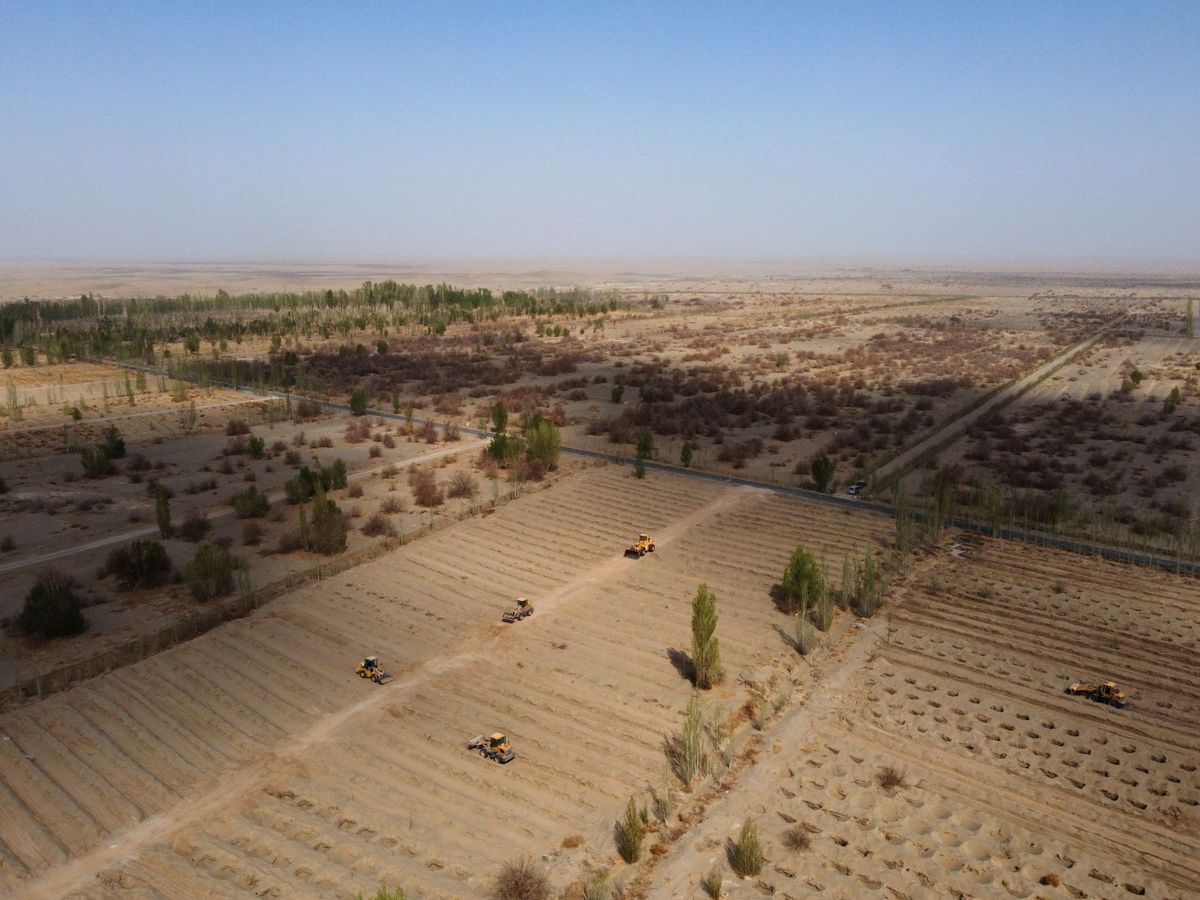 Foto: Proceso de convertir el desierto del Gobi en zona cultivable. (Reuters)