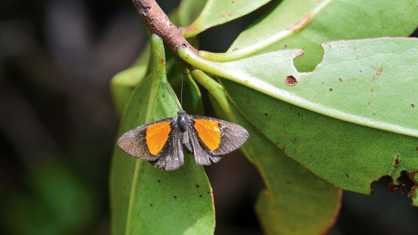 'Setabis SP', una de las nueves especies de mariposa descubiertas. (Reuters)