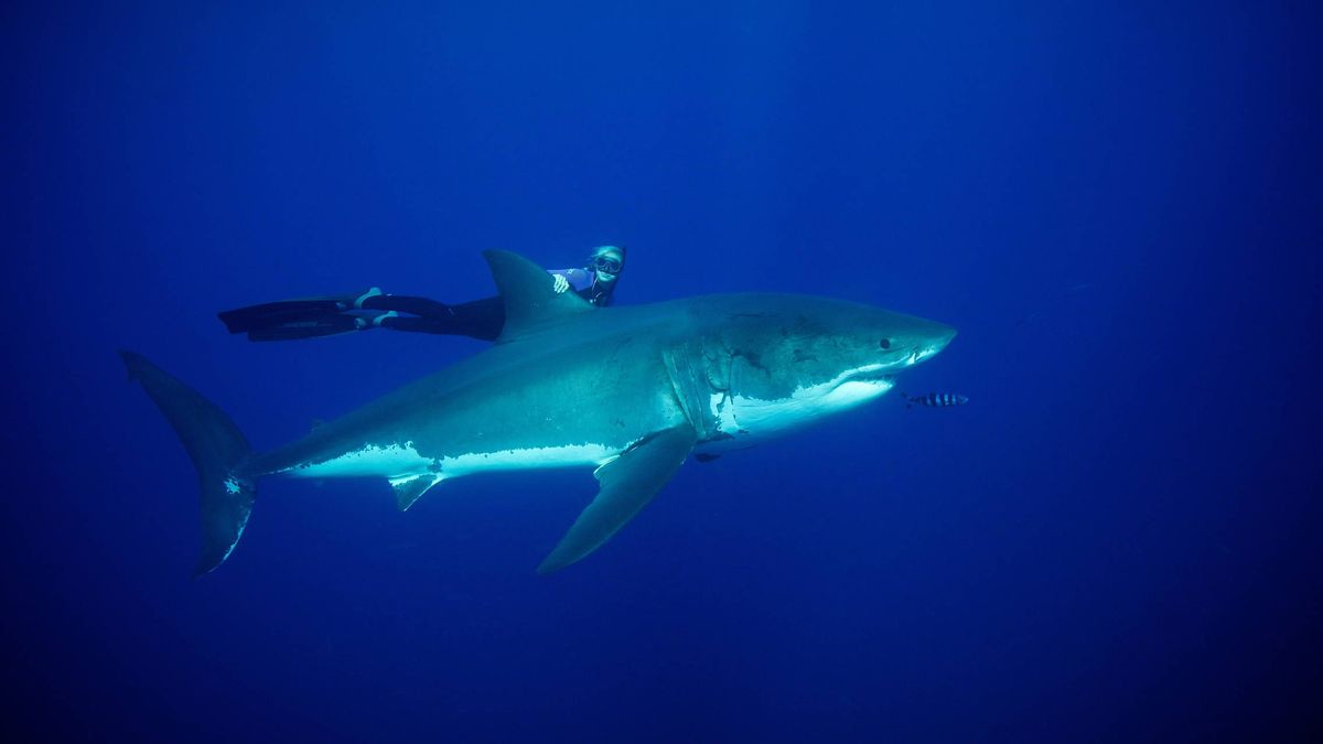 El cambio climático empuja al tiburón blanco hacia otras aguas