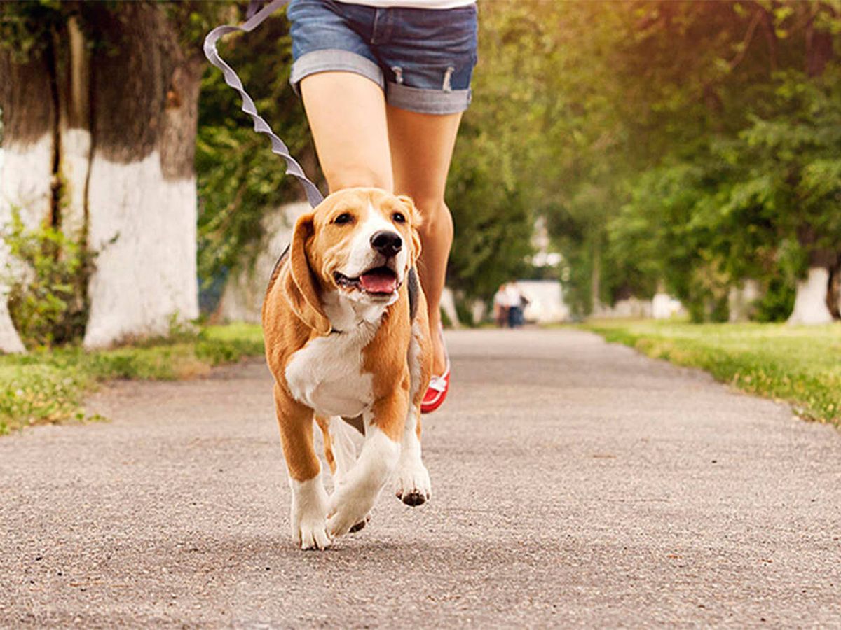Foto: ¿Cuál es el mejor momento del día para sacar a pasear a tu perro? (iStock)