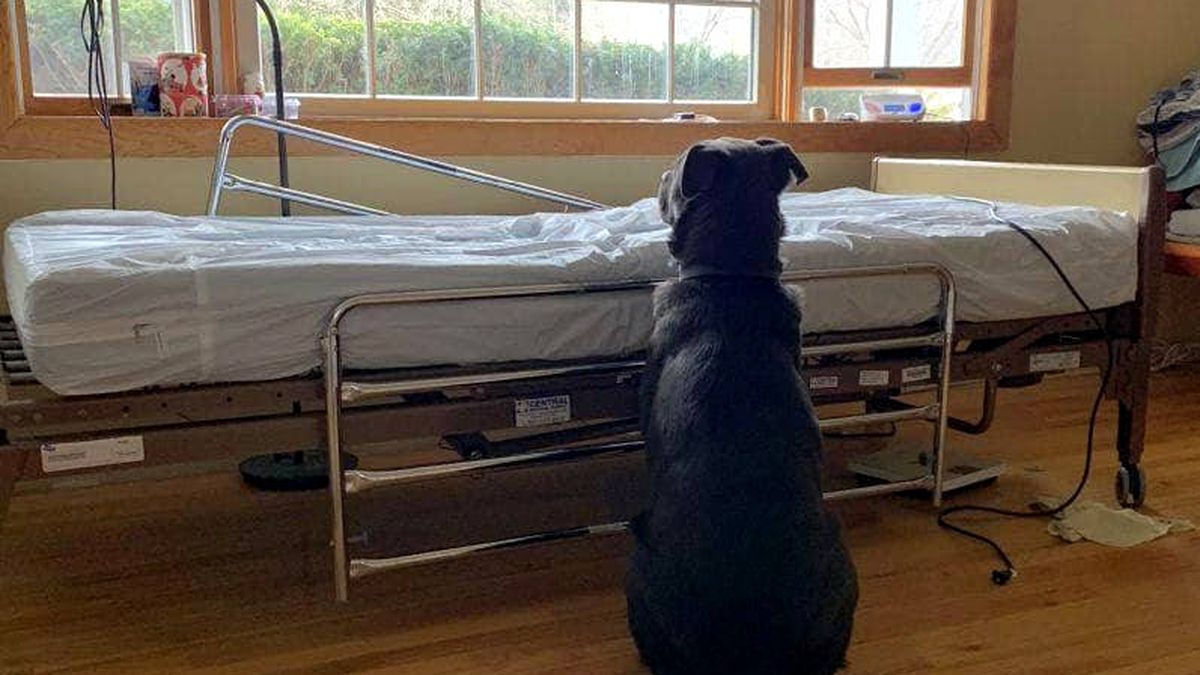 Un perro espera a su dueño junto a la cama del hospital sin saber que ha muerto