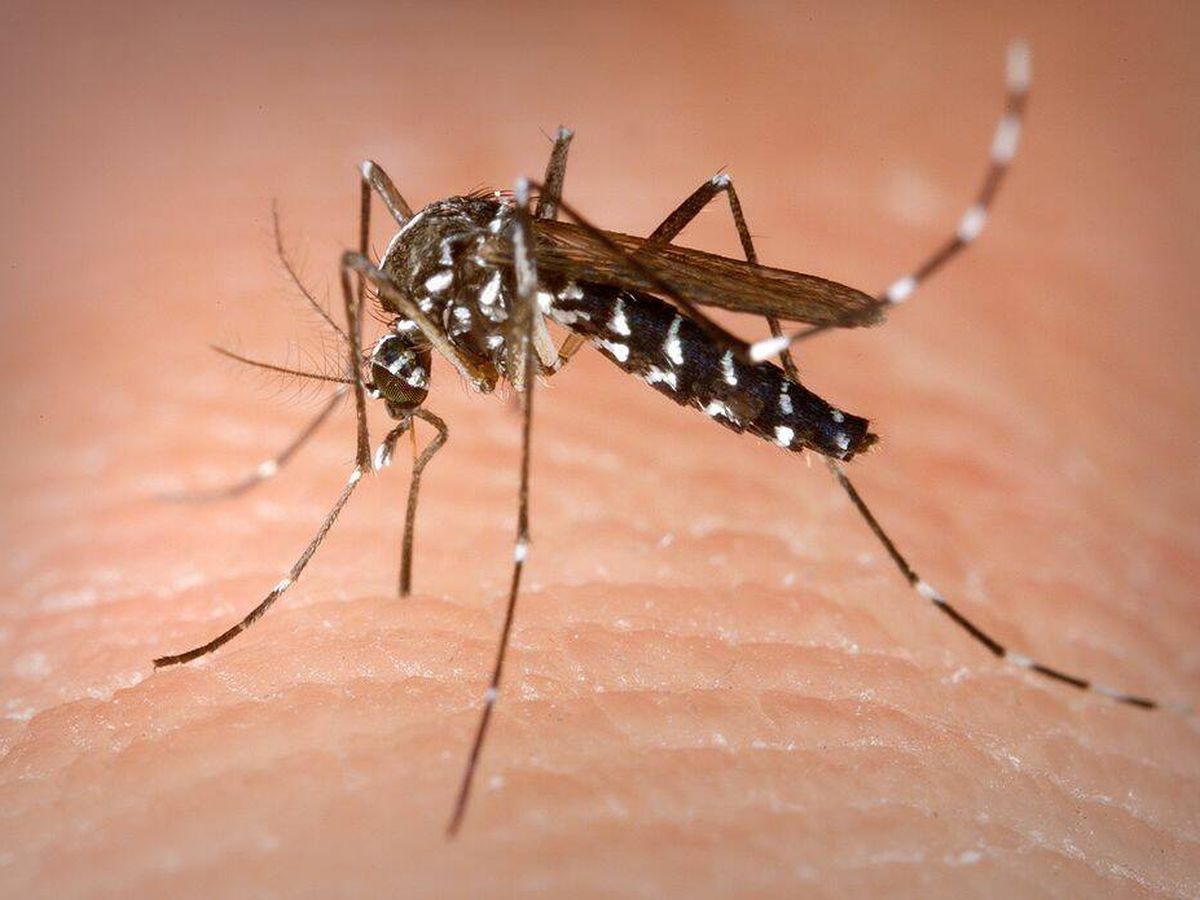 Foto: 'Aedes albopictus', también conocido como mosquito tigre, puede transmitir el virus del dengue en Ibiza (Wikimedia)
