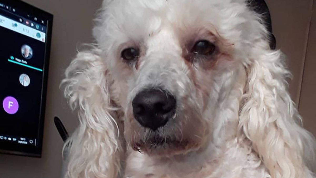 Este perro pasó dos noches sin dormir por "apoyar" a su dueña y su cara lo dice todo