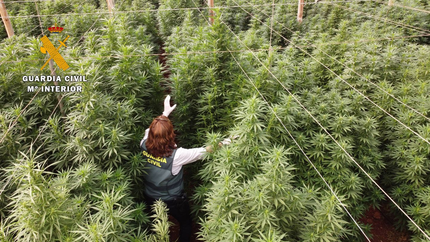 Una agente intenta abrirse paso por una plantación de marihuana incautada. (Guardia Civil)