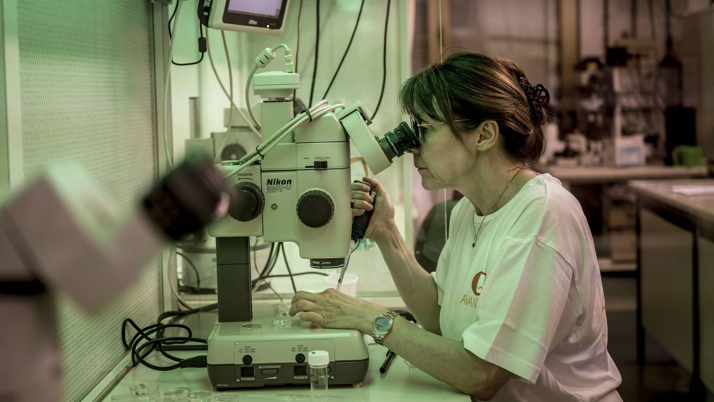 La investigadora Giovanna Lazzari, en el equipo de Galli, analiza los óvulos fecundados de rinoceronte. (Foto: Avantea)