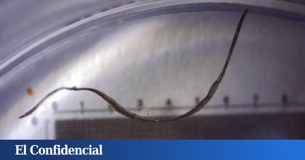 www.elconfidencial.com
