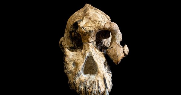 Foto: Fotografía facilitada por el Cleveland Museum of Natural History del cráneo de un Australopithecus Anamensis. (EFE)