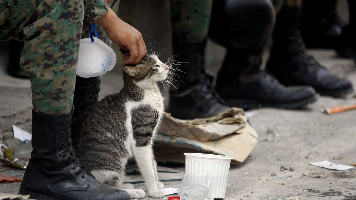 Un militar acaricia a un gato tras una intervención (EFE/Christian Escobar Mora)