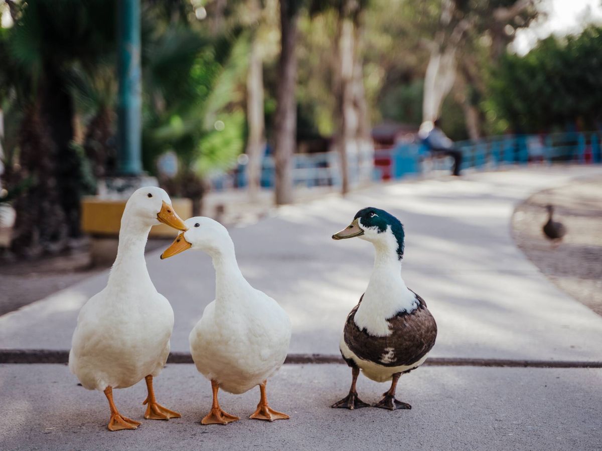 Foto: Patos en un parque. (Unsplash)