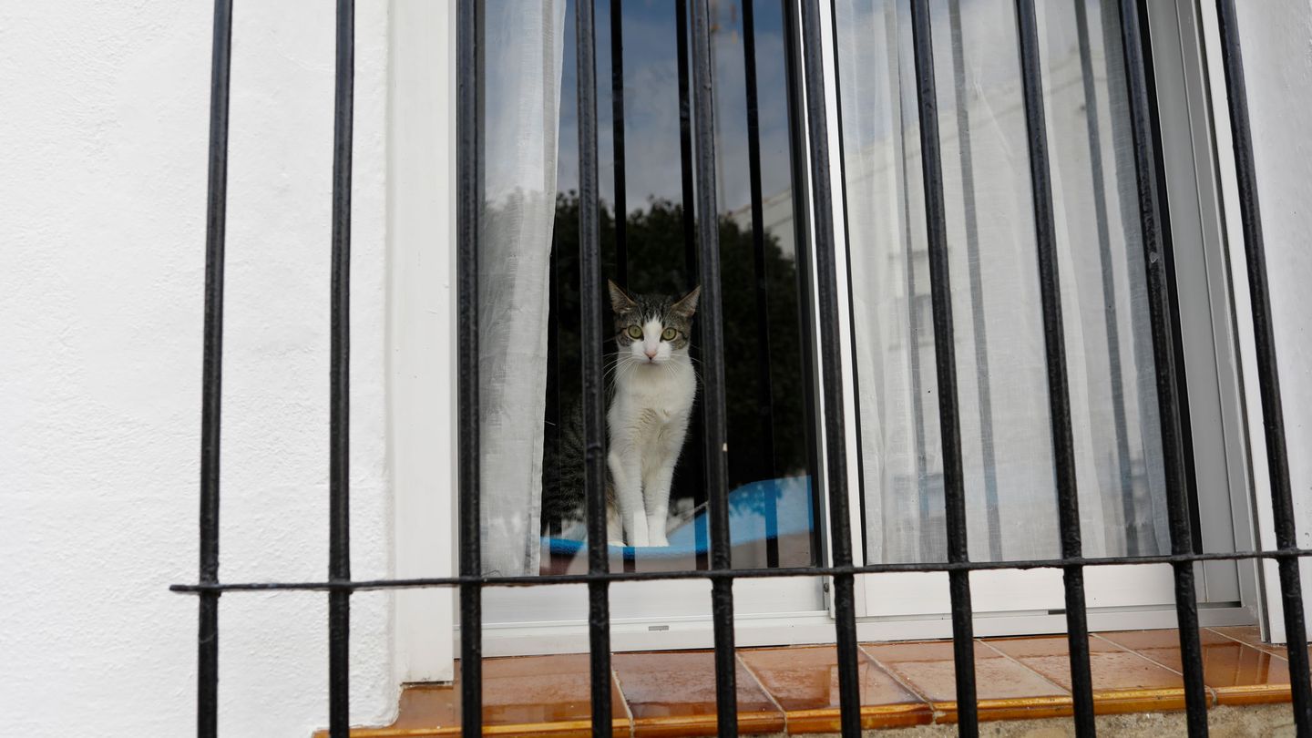 Mira el gato, qué majo. (Reuters/Jon Nazca)