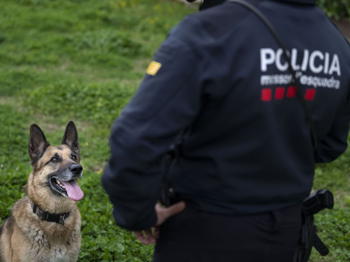 Foto: Un mossos junto a un perro policía. (EFE/Enric Fontcuberta)