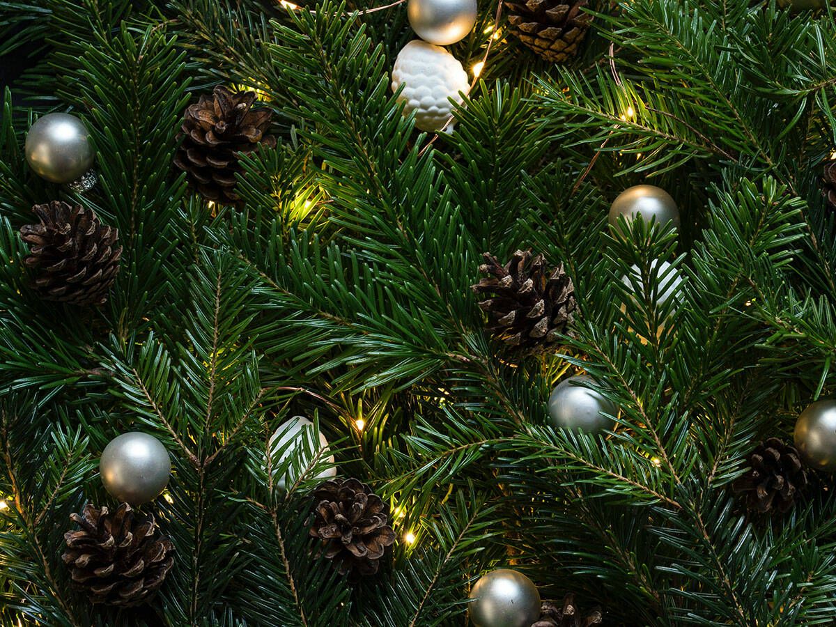 Foto: Los mejores árboles de Navidad (Unsplash)