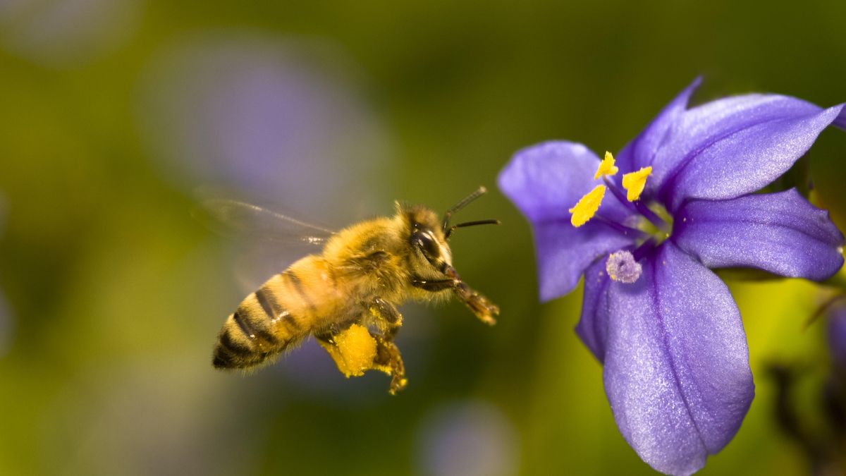 No son solo las abejas: moscas y hormigas también colaboran en la polinización