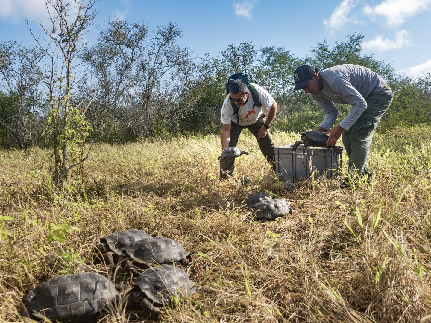 Imagen cedida por el Parque Nacional Galapagos, en Ecuador, donde comer tortugas también es habitual. En la foto, los trabajadores del parque cargando a unas tortugas para su liberación. (EFE/Parque Nacional Galapagos)