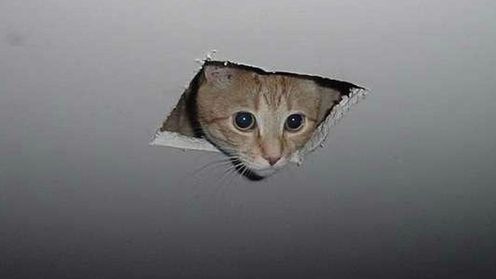 Foto: "Ceiling cat", uno de los memes más buscados en Google este año