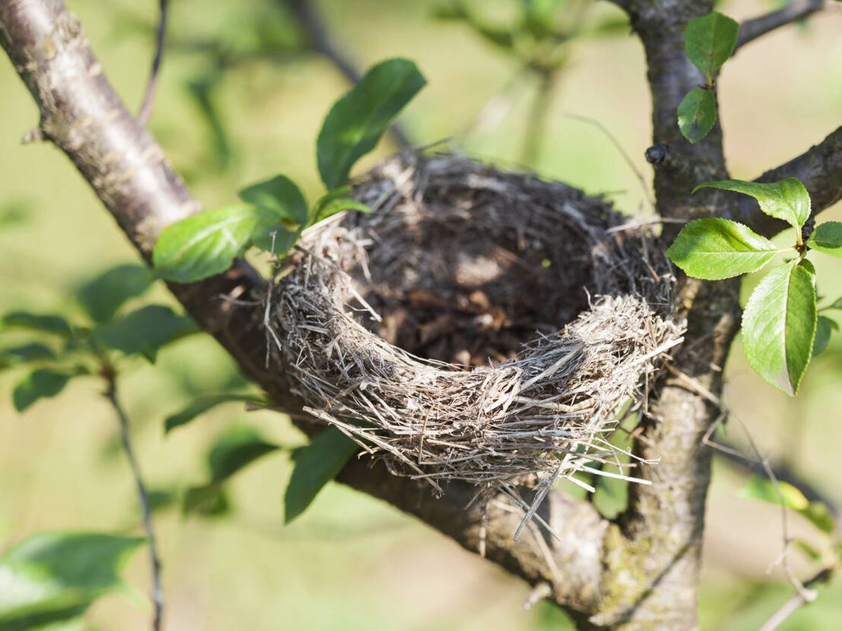 Género partido Republicano vacunación Un nuevo estudio explica por qué los nidos de pájaros son tan resistentes