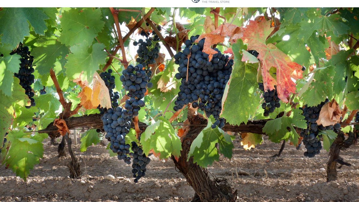 Visita a la bodega CVNE y cata de vinos: qué ver en Azofra