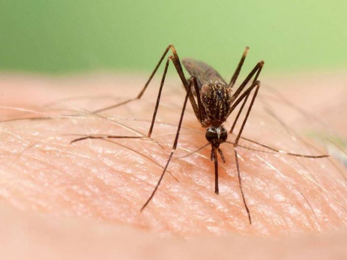 Foto: 'Aedes japonicus', transmisor del virus del Nilo. (ECDC)