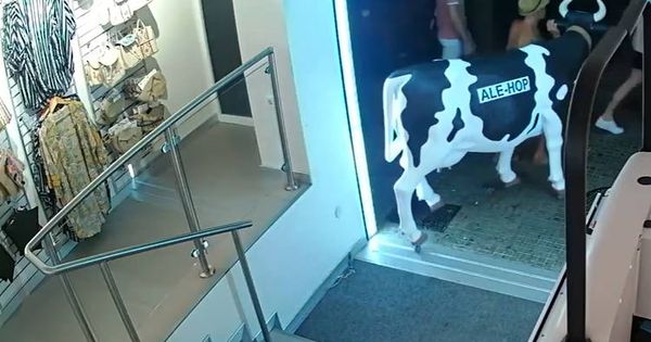 Foto: El ladrón trató de llevarse la vaca con la tienda aún abierta a los clientes (Foto: YouTube)