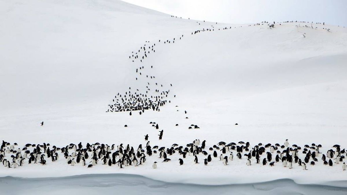 ¿Qué son los 1,5 millones de manchas ocultas durante 3.000 años en la Antártida?