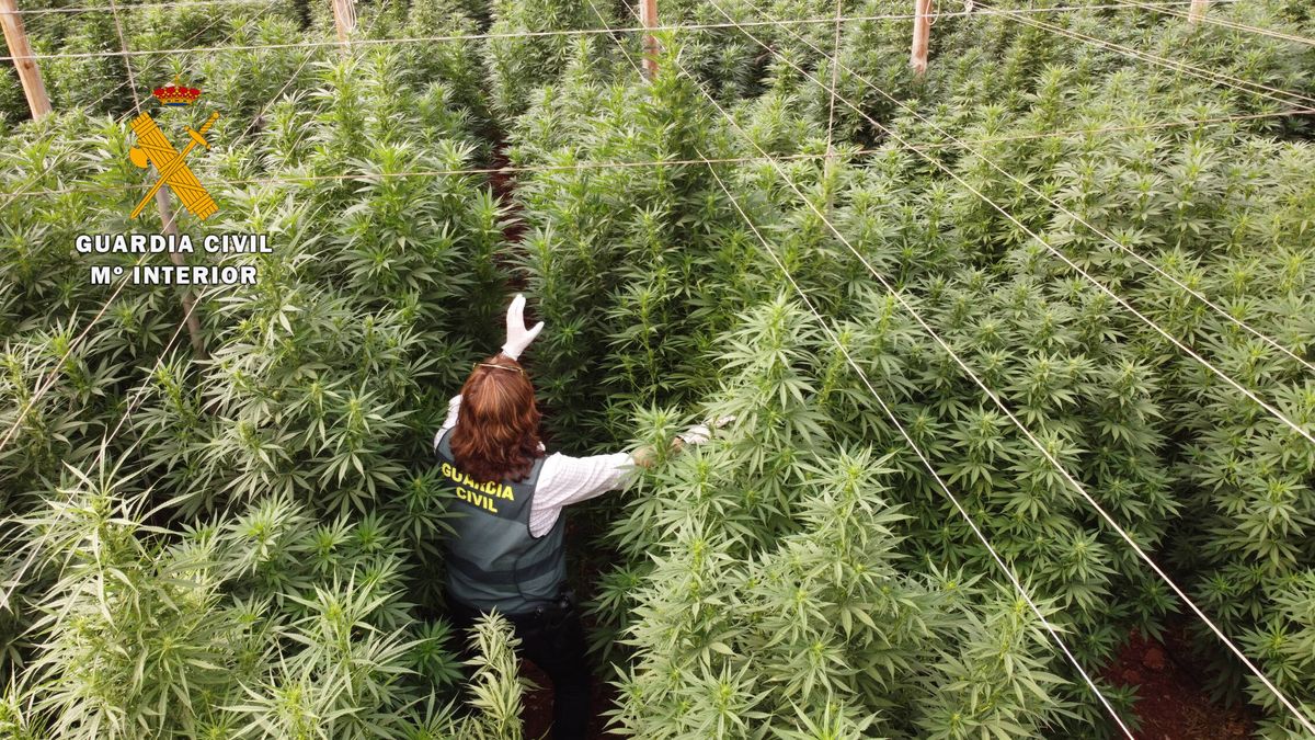 Espectacular golpe al cultivo de marihuana: incautadas 125.000 plantas en Almería