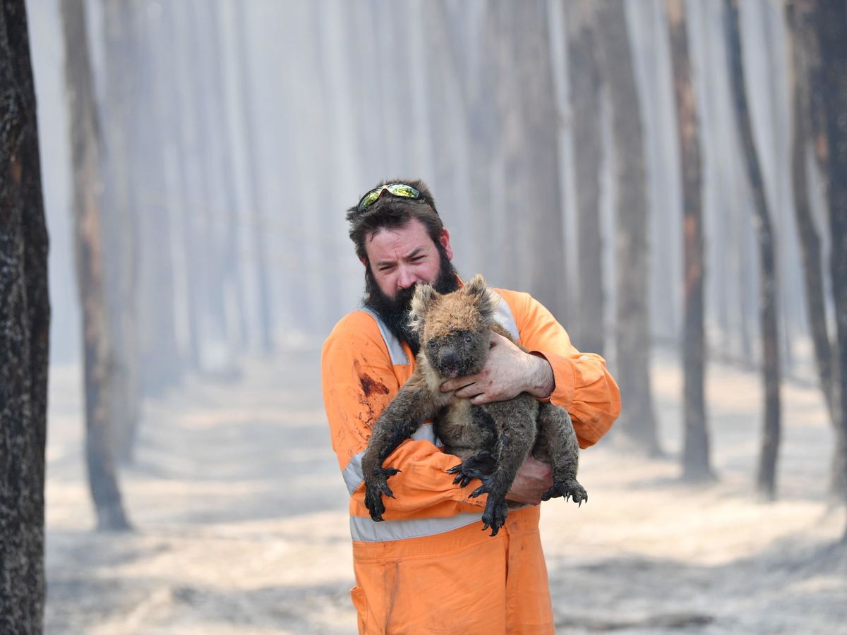 Foto: Rescate de animales en un bosque quemado de Australia. Foto: EFE David Mariuz