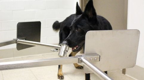 Perros para detectar el covid-19: así les adiestra EEUU para que analicen saliva y orina