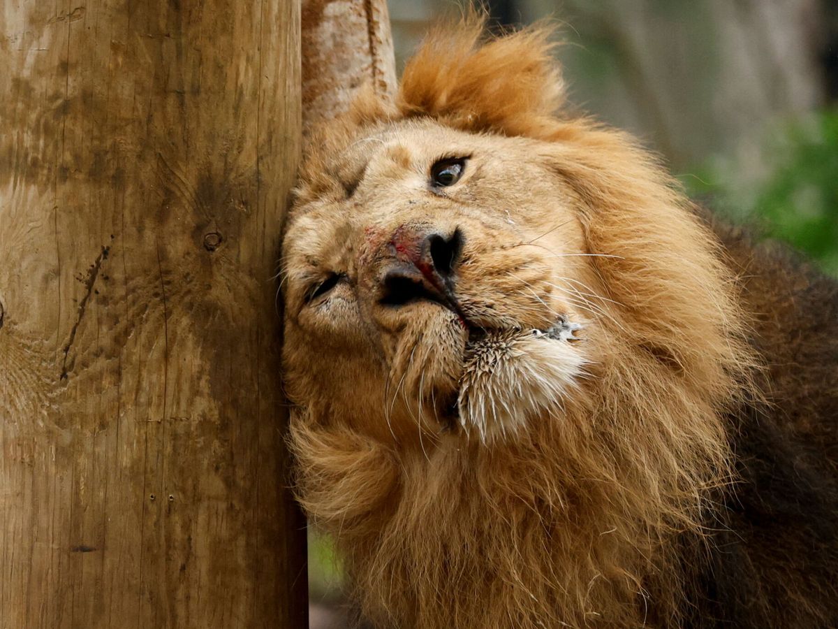 Foto: Bahnu, un león asiático, en el zoológico ZSL de Londres. (Reuters/John Sibley)