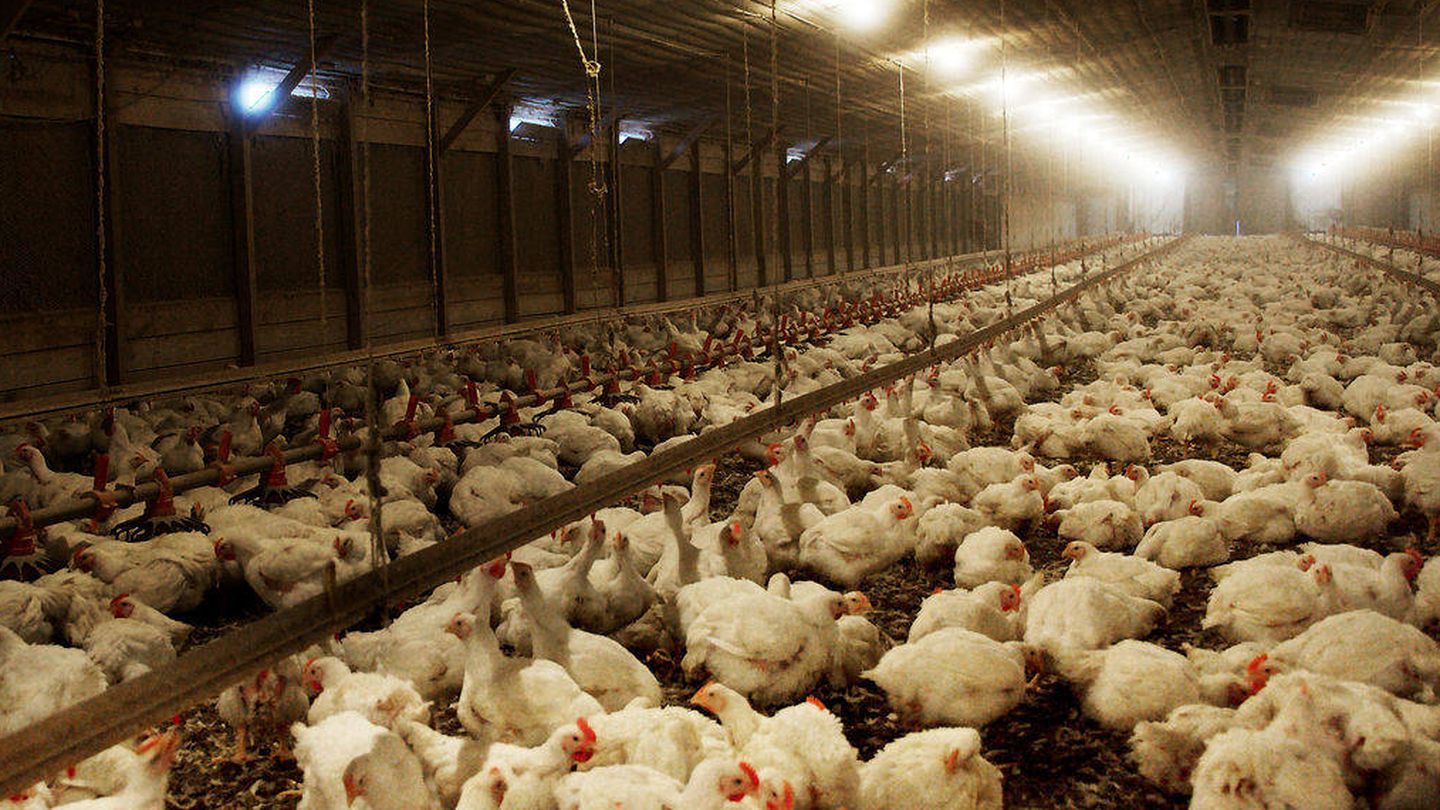 Una granja avícola en el documental 'Podredumbre'. (Netflix)