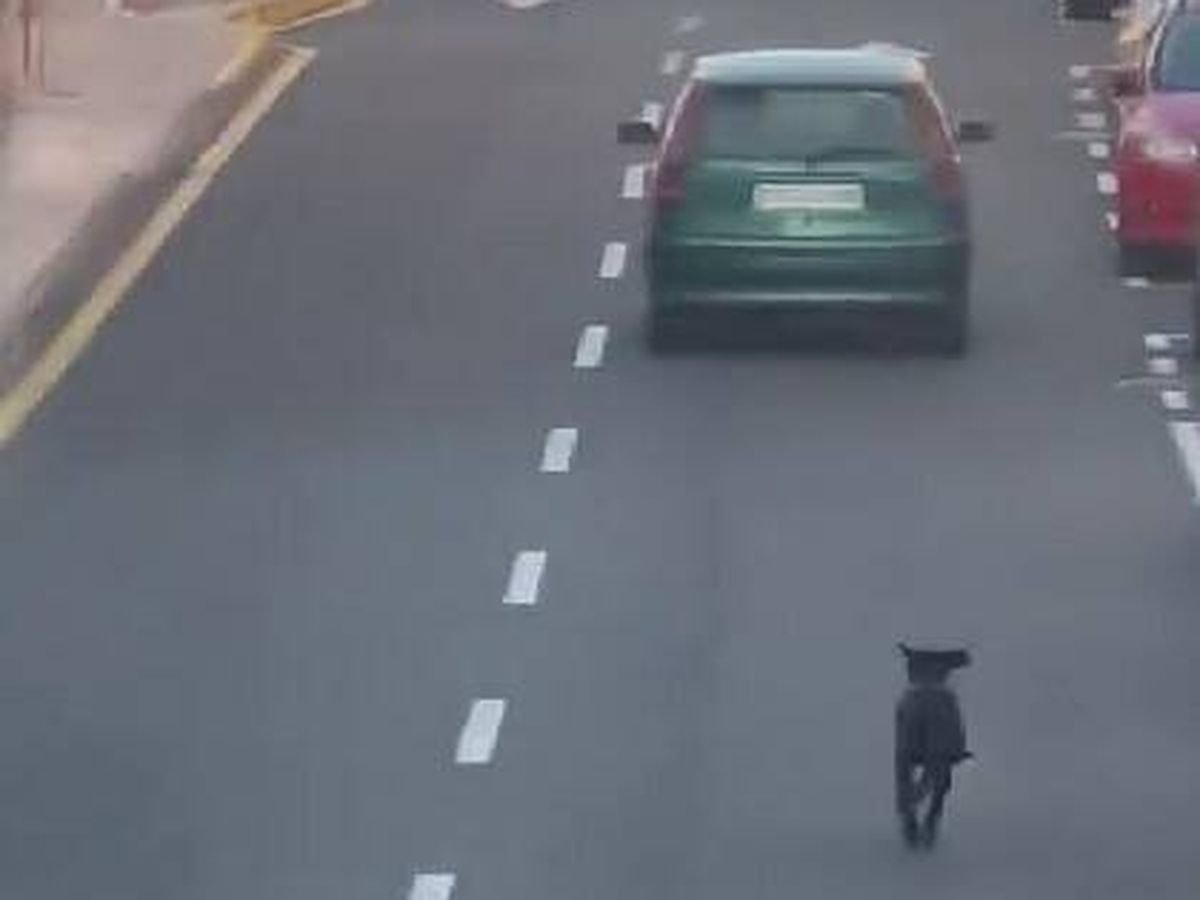 Foto: Piden colaboración para dar con la conductora que intentó abandonar a su perro en Tenerife. (Tiktok/@yolanda_morpe)