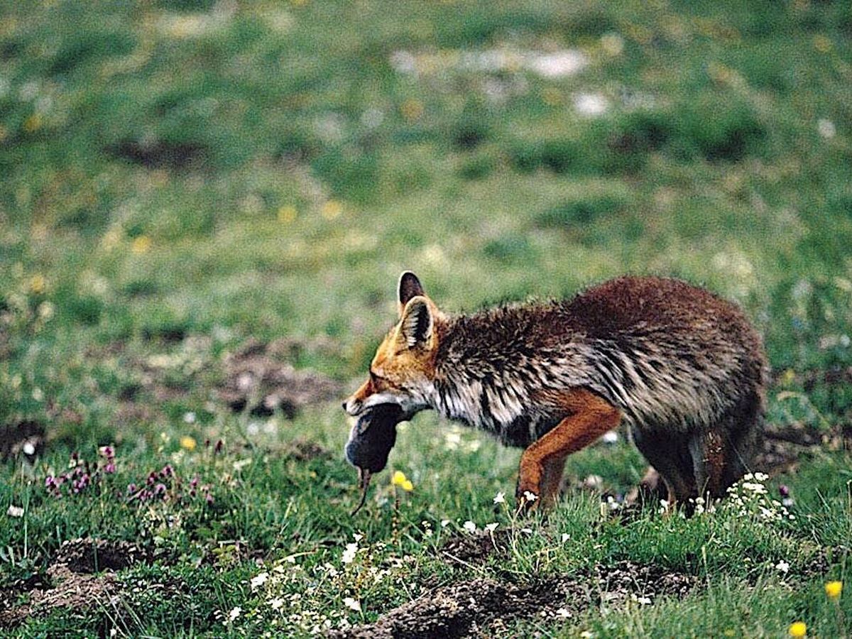 Foto: Un zorro captura una presa en el Parque Nacional de Monfragüe, en Cáceres. (Andoni Canela)