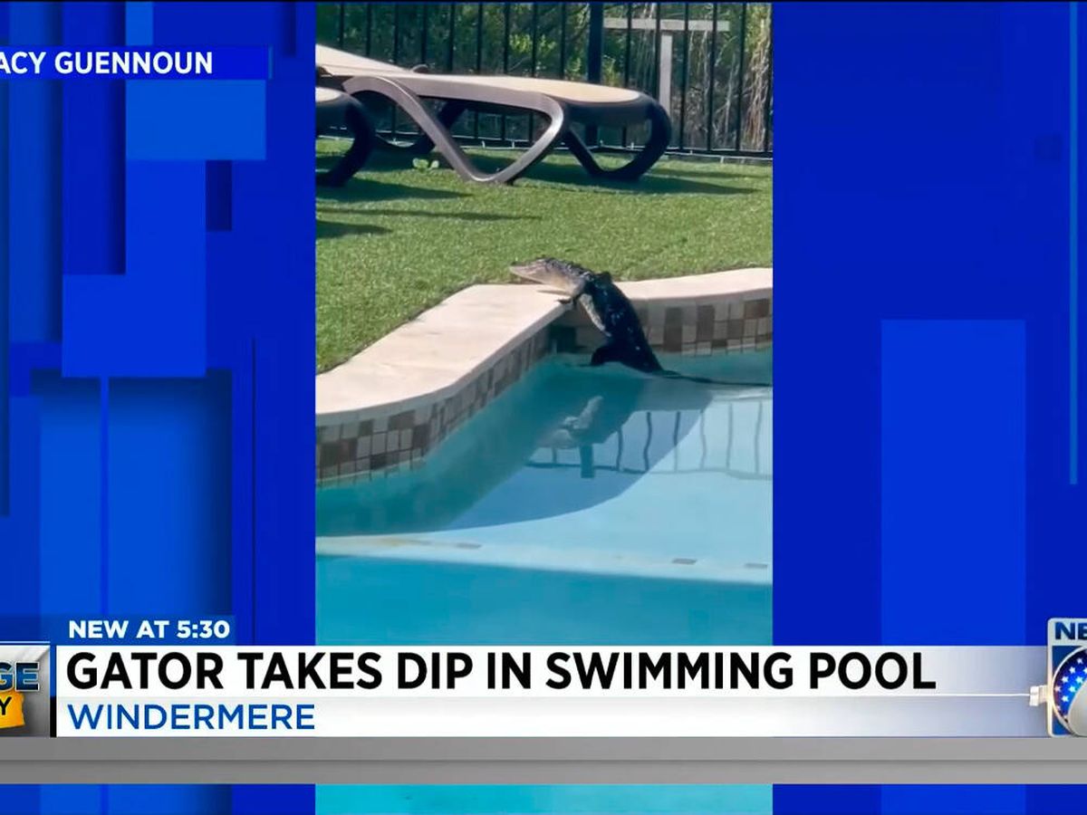 Foto: Un cocodrilo en una piscina de Florida (Youtube)