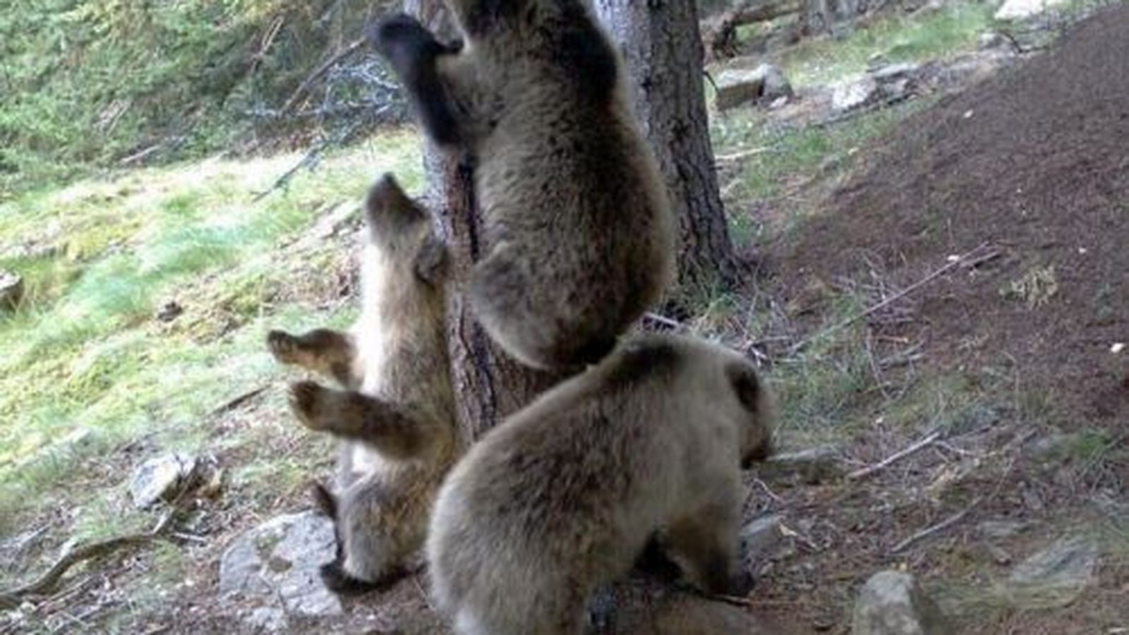 Foto: Tres oseznos del Pirineo juguetean ante la cámara