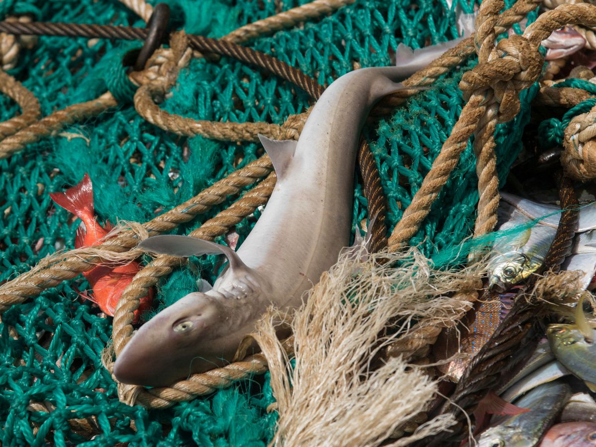 Foto: Un tiburón capturado por un pesquero chino. (Reuters/Pierre Gleizes/Greenpeace Netherlands)