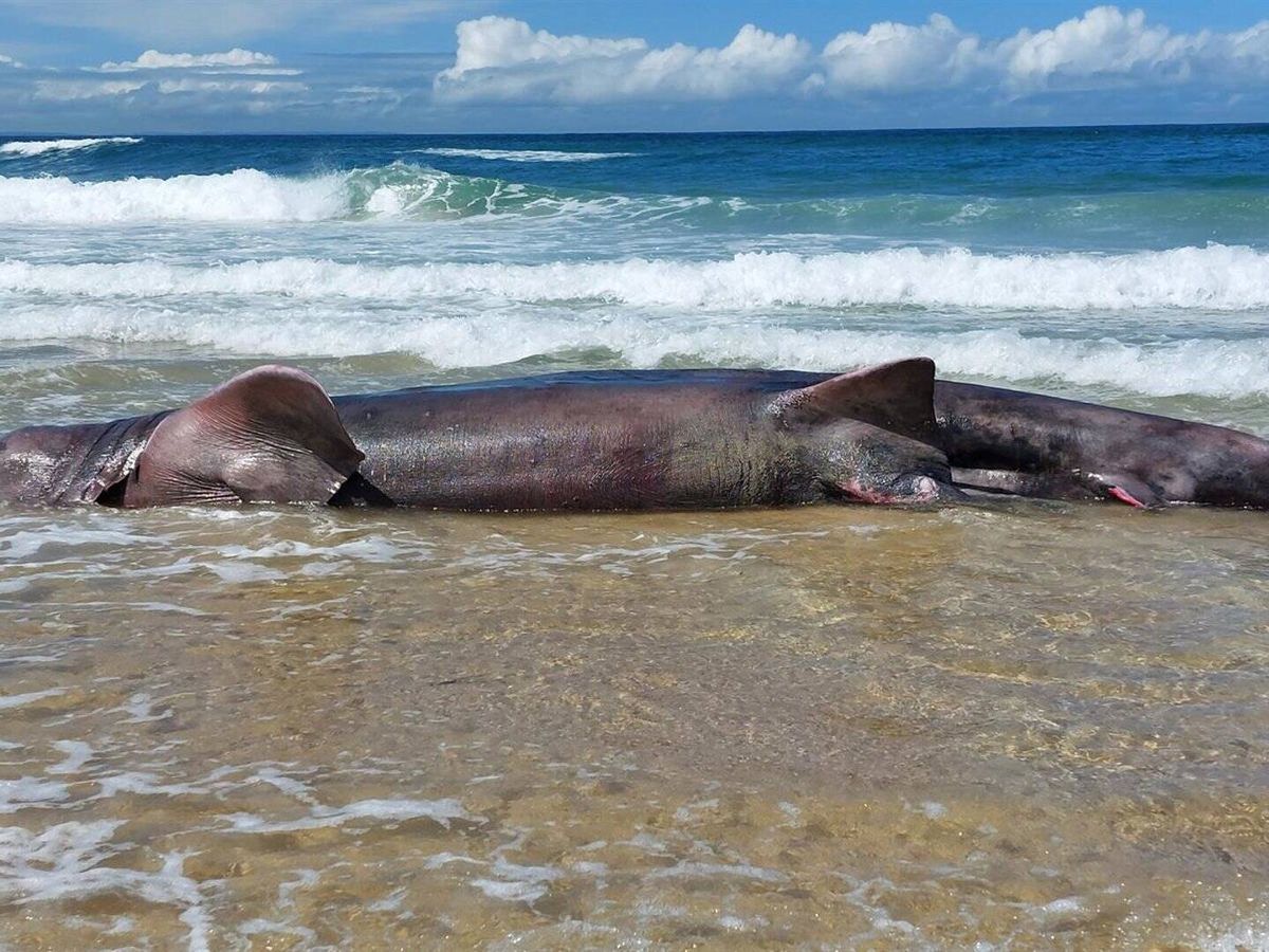 Foto: El cadáver de una cría de tiburón peregrino de unos seis metros de largo en la playa de Doniños, en Ferrol (Europa Press/Ayuntamiento de Ferrol)
