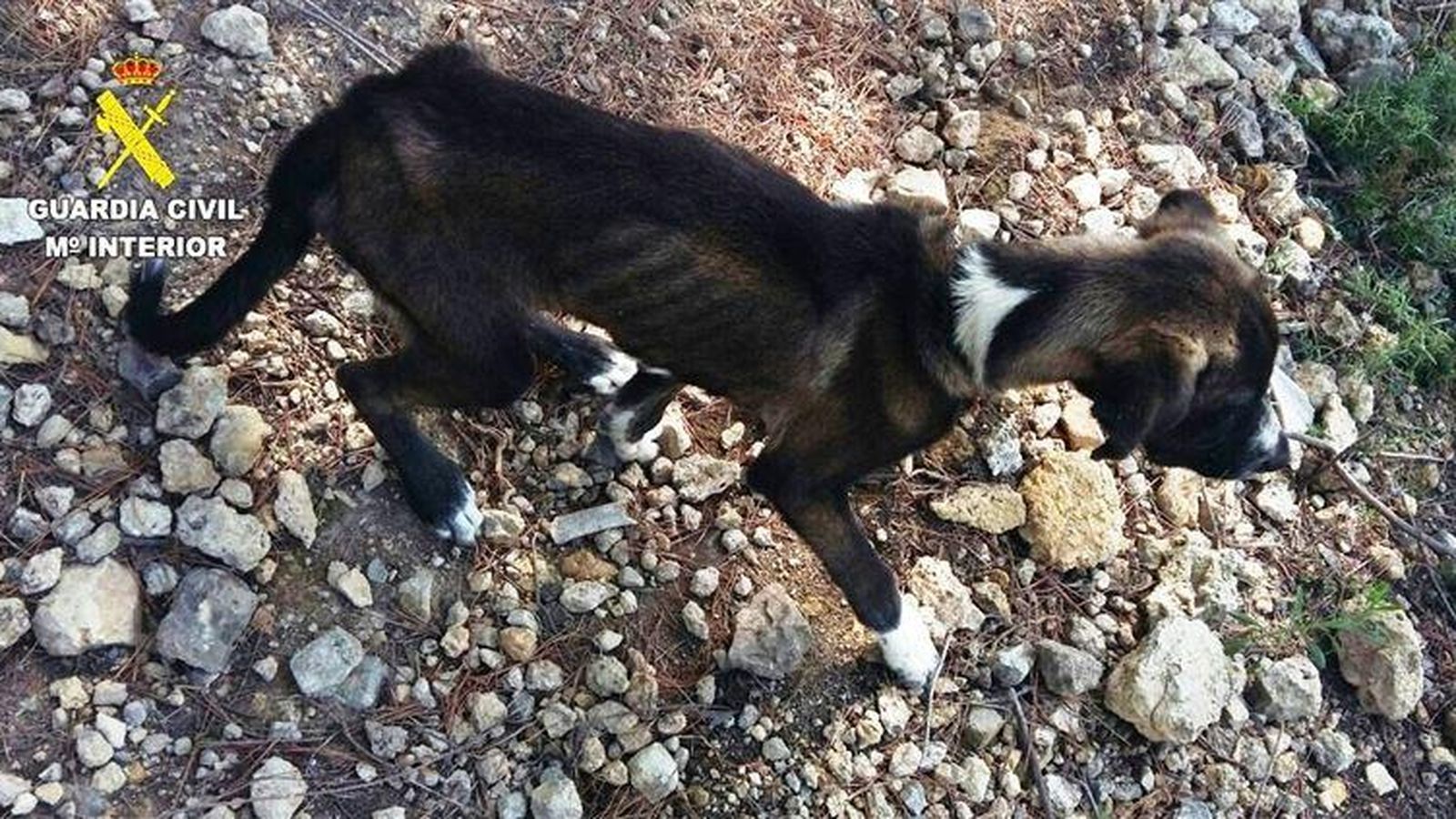 Foto: Uno de los perros rescatados por el Seprona (Guardia Civil)