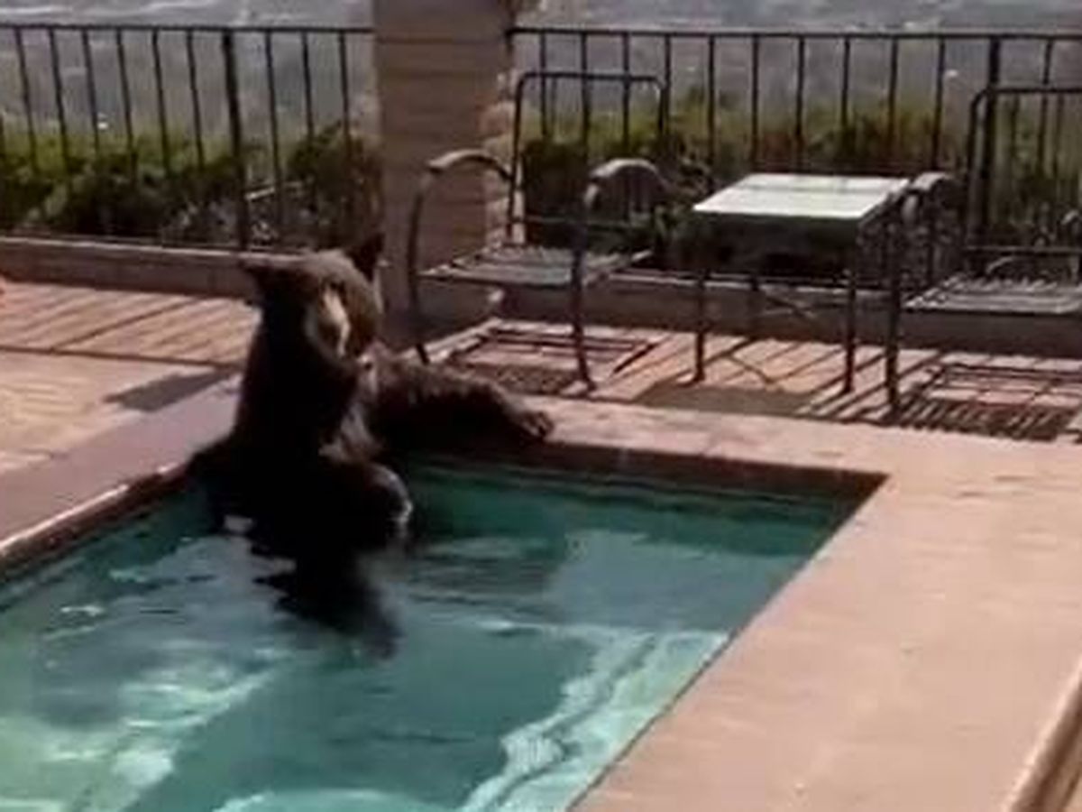 Foto: Pillan a un oso dándose un baño en un jacuzzi en Los Ángeles (Twitter/@picazomario/Diana Lewis)